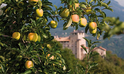 La Mela Renetta